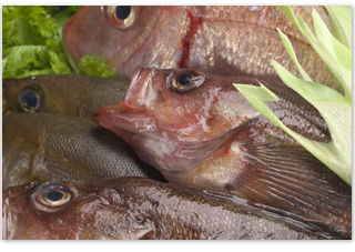 魚料理